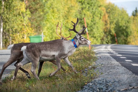 Reindeer cross the road in northern Sweden