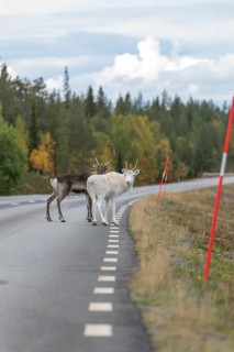 Autumn migration of reindeer on roads with traffic in northern Sweden. A reindeer urinates on the