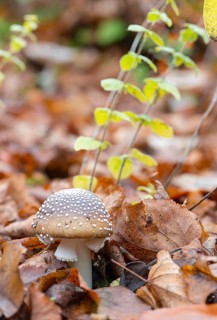 Panther mushroom (Amanita pantherina, syn. Amanitaria pantherina, Agaricus pantherinus), also