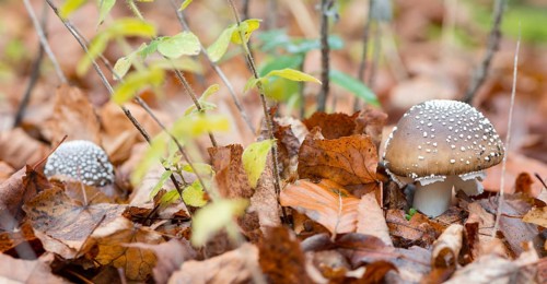 Two panther mushrooms (Amanita pantherina, syn. Amanitaria pantherina, Agaricus pantherinus), also