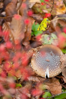 Panther mushroom (Amanita pantherina, syn. Amanitaria pantherina, Agaricus pantherinus), also