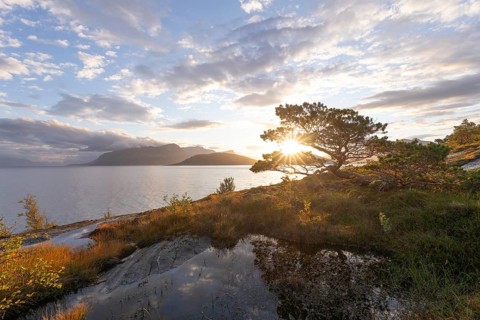 Scots pine with sun stars on the Norwegian fjord. Sunrise at Bodø, Nordland, Norway