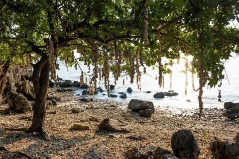 Beach with Shells, Khao Ta Mong Lai Forest Park, Prachuap Khiri Khan, Prachuap Khiri Khan Province,