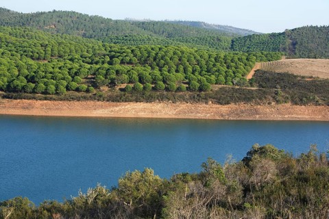 Landscape at Barragem da Bravura Reservoir with Pine Forest, Algarve, Portugal