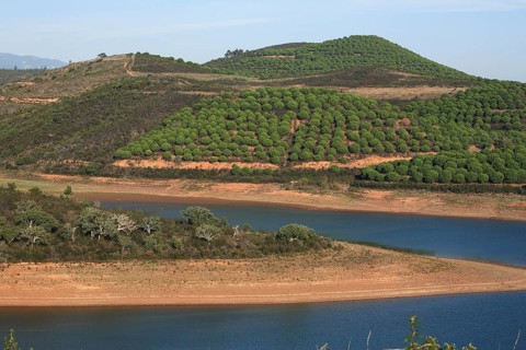 Landscape at Barragem da Bravura Reservoir with Pine Forest, Algarve, Portugal, Green Hills and