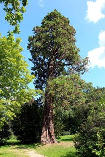 Giant sequoia, Sequoiadendron giganteum, in Putbus Castle Park on the island of Rügen,