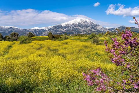 Colourful spring blossoms in front of the snow-covered Dirfys Mountains on the island of Euboea or