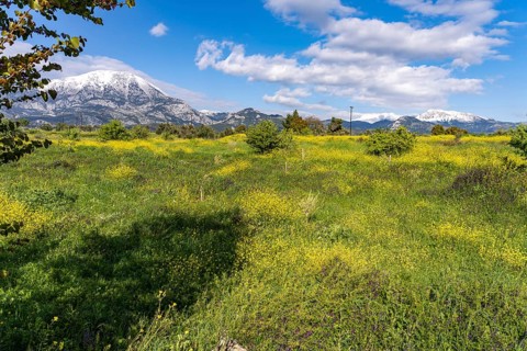 Spring flowers in front of the snow-covered Dirfys Mountains on the island of Euboea or Evia,