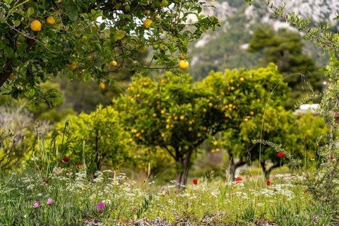 Spring flowers and lemon tree, Euboea or Evia island, Greece