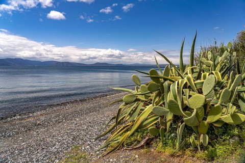 Cactus on the beach near Politika on the island of Euboea or Evia, Greece