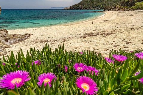 Pink midday flowers on Kalamos beach, Euboea or Evia island, Greece