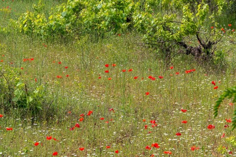 Overgrown grapevines, between poppies and chamomile, Provence, France