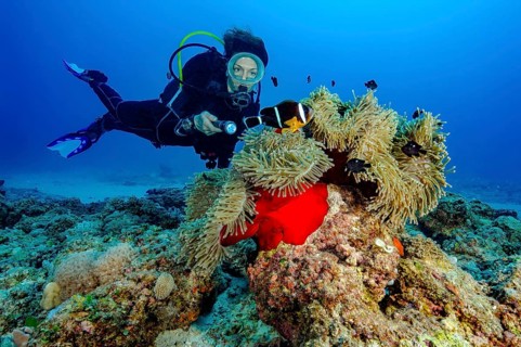 Diver looks at illuminated magnificent anemone (Radianthus crispa) formerly (Heteractis crispa)