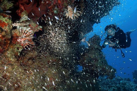 Diver watching illuminated Indian lionfish (Pterois miles) hunting glass fish (Parapriacanthus