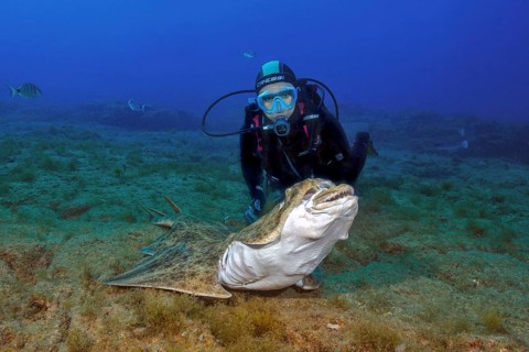 Diver looks at Atlantic angel shark (Squatina squatina) up close shark shows threatening gesture,