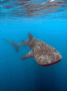 Whale shark (Rhincodon type) harmless harmless plankton-eater feeds on plankton swims through