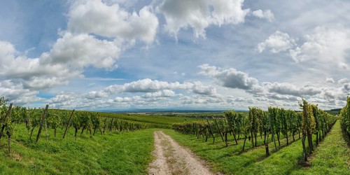 Panorama of vineyards, evening sun, Riquewihr in Alsace