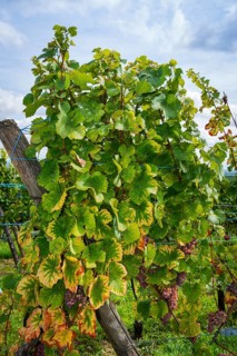 Grapevine near Riquewihr