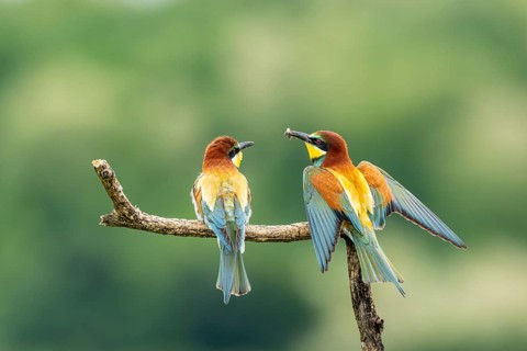 Bee-eater (Merops apiaster), birds on branch, bridal gift, Ormoz, Slovenia