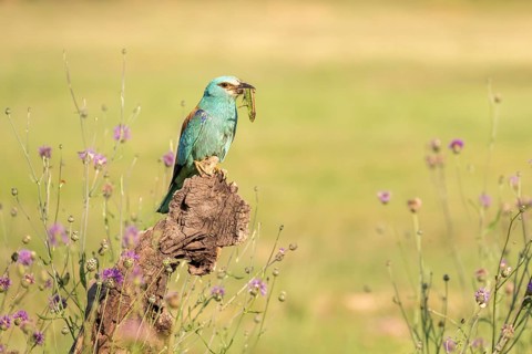 Blue racke (Coracias garrulus), bird, on a tree trunk with an owdish in its beak, Kiskunsag