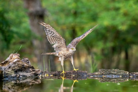 Sparrowhawk (Accipter nisus), near waterhole, with reflection, Kiskunsag, Hungary