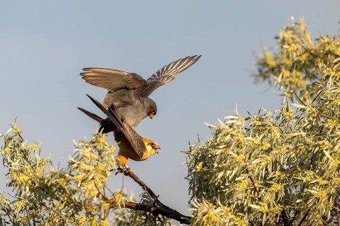 Red-footed falcon (Falco verspertinus), bird copulating on tree, Kiskunsag National Park, Hungary