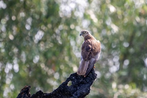 Harrier (Circus aeruginosus), bird, on tree stump, Danube Delta, Romania