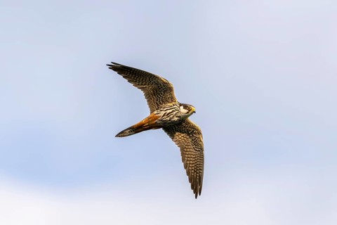 Tree falcon (Falco subbuteo) flying, Danube Delta, Romania