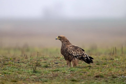 Imperial eagle (Aqulia heliaca), bird, sideways, in the meadow, Kiskunsag National Park, Hungary