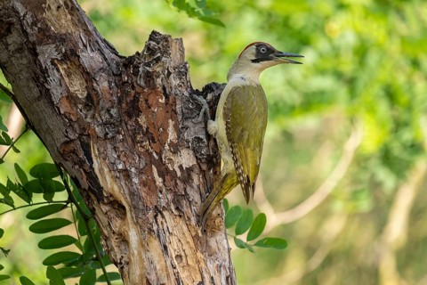 Greeting woodpecker (Picus viridis), female, sideways, on tree trunk, Kiskunsag National Park,