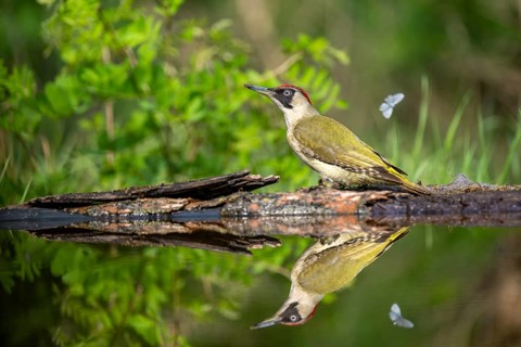 Greeting woodpecker (Picus viridis), bird, femal, sideways, on tree trunk, waterside, reflection,