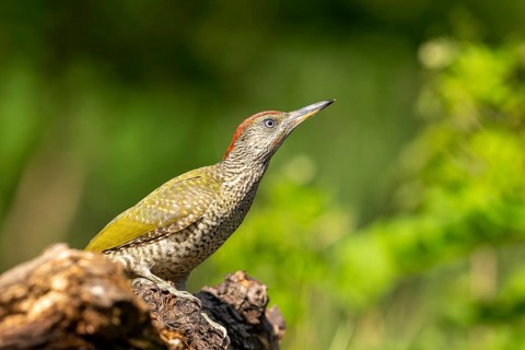 Greeting woodpecker (Picus viridis), bird, juvenile, sideways, on tree trunk, Kiskunsag National