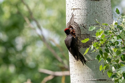 Black woodpecker (Dryocopus martius), male on a tree in front of nesting cave feeding young birds,