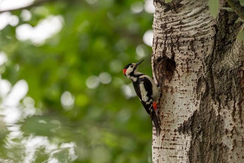 Blood woodpecker (Dendrocopos syriacus), bird, on tree trunk in front of brood cave, Tiszaalpar,