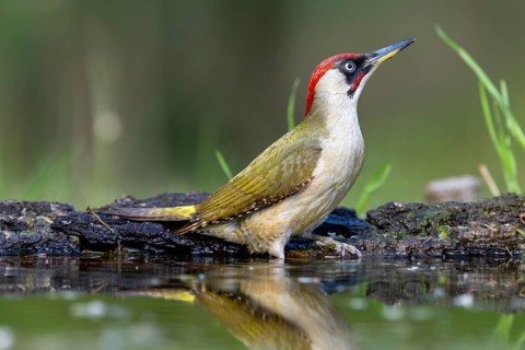 Greeting woodpecker (Picus viridis), bird, female, sideways, on tree trunk, near water, Kiskunsag