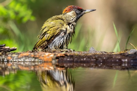Greeting woodpecker (Picus viridis), bird, juvenile, sideways, on tree trunk, waterside,