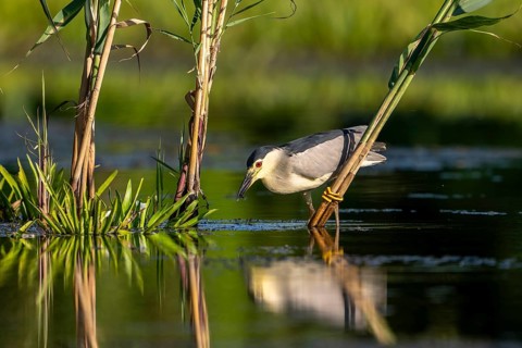 Night heron (Nycticorax nytricorax), bird, in water, Danube Delta Romania