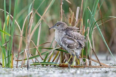 Night heron (Nycticorax nytricorax), juvenile, bird, in reeds, Kiskunsag National Park, Hungary