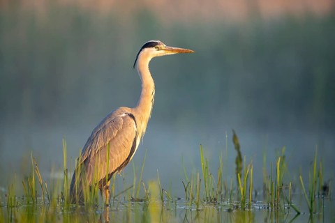 Grey heron (Ardea cinerea), bird, in water, morning light, Subotica, Serbia