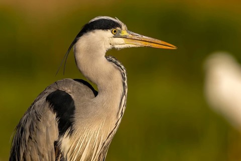 Grey heron (Ardea cinerea), bird, portrait, morning light, Subotica, Serbia