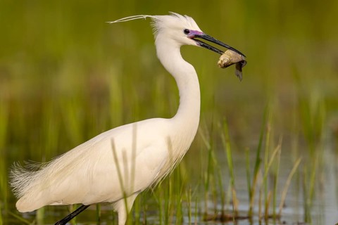 Little egret (Egretta garzetta), bird, fish in the beak, Subotica, Serbia