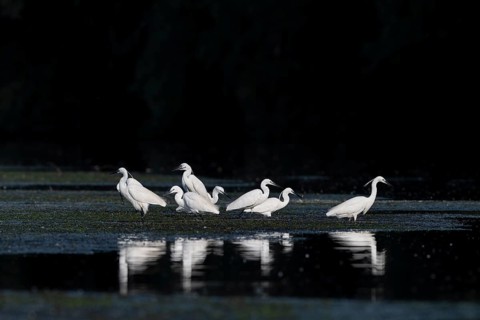 Little egrets (Egretta egretta), birds, in the Easser, Danube Delta, Romania