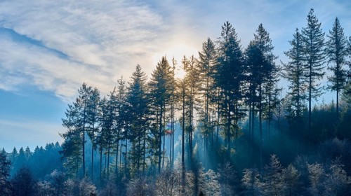 Rays break through high coniferous forest under a clean sky, creating a calming and quiet