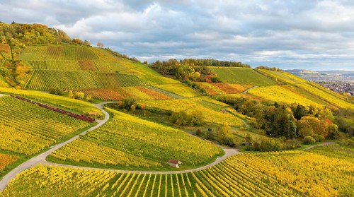 Extensive vineyards in rich shades of green and yellow under a cloudy sky, autumn, near Korb im