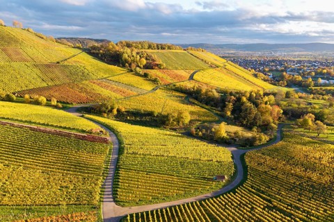 Extensive hilly landscape with vineyards in autumn colors and curved paths under cloudy sky,