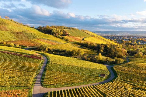 Sun-drenched vineyards in autumnal tones under a partly cloudy sky, autumn, near Korb im Remstal,