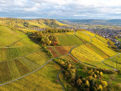 Vineyards in rich shades of green and yellow under a cloudy sky, autumn, near Korb im Remstal,
