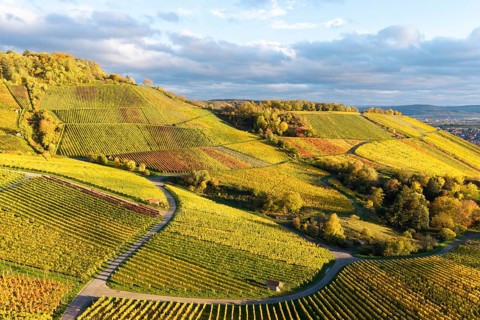 Landscape with golden vineyards and rolling hills under a changing sky, autumn, near Korb im