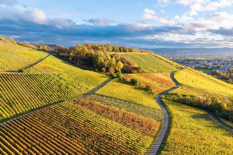 Colourful hilly landscape with extensive vineyards, crossed by paths under a cloudy sky and