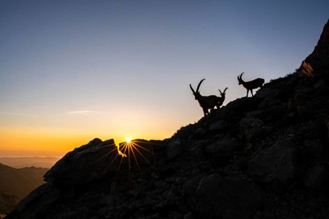 Capricorns (Capra ibex), silhouettes at sunrise, Alpstein, Appenzell, Switzerland